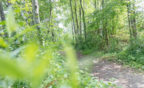 Waldweg